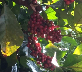 Giá cà phê hôm nay 22/4: chuyên gia dự báo vẫn rộng cửa tăng tuần này